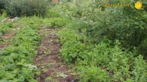 Земляника и земклуника на садовом участке:  союзники и соперники