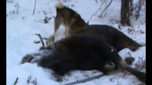 Охота с Лайкой в Якутии. 1 часть