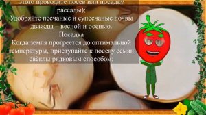 БЕЛАЯ СВЕКЛА ПОРАЗИЛА ВСЕХ!
