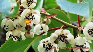 Актинидия аргута Вейки мужской ? обзор: как сажать, рассада, саженцы актинидии Вейки мужской