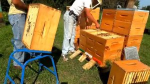 Снятие общих магазинов на 3 семьи (пчеловодство в Канаде).