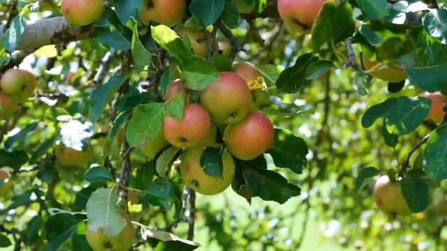 Сегодня этот продукт исполнит ваши заветные мечты. смотреть онлайн