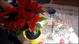 Пуансеттия. Рождественская звезда. Правильная посадка.