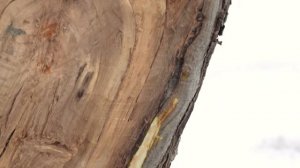 ОМОЛАЖИВАЕМ СТАРУЮ ЯБЛОНЮ. ВОЛШЕБНАЯ ЗАМАЗКА (часть 1)