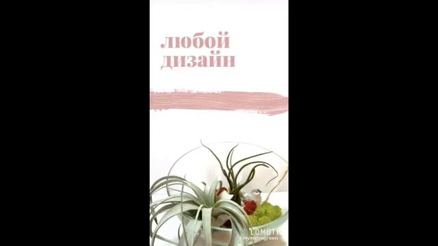 Флорариумы с атмосферными тилландсиями смотреть онлайн