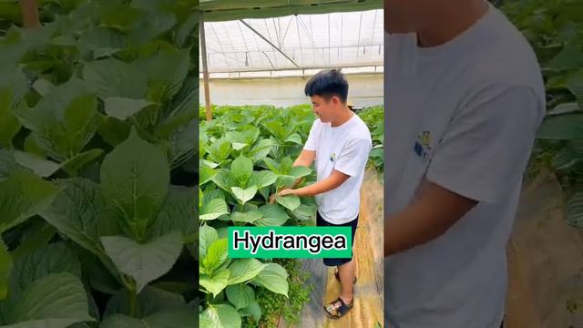 Hydrangea Cultivation Techniques Remove all side buds Only One Flower Per Plant #satisfying #short
