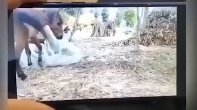 Holadia™ CÁMARA INALÁMBRICA WIFI DE VISIÓN NOCTURNA SENSORI смотреть онлайн