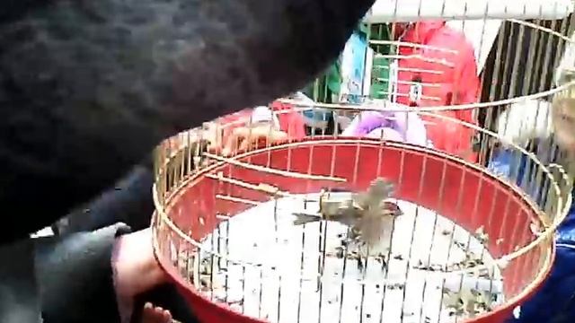 Чечетка и чечет. Детский фольклорный праздник в Чертаново
