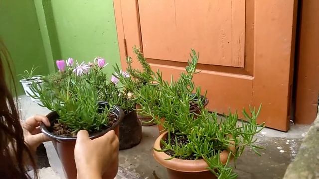 Delosperma propagate | Hardy Iceplant | opening & closing their flowers as they wet or dry | Tips смотреть онлайн