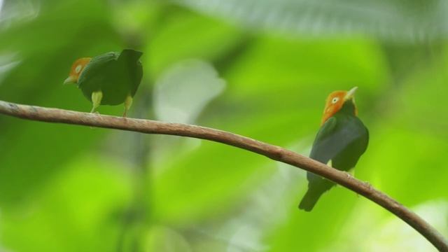 Red-capped Manakin, Moonwalk dance, Costa Rica смотреть онлайн