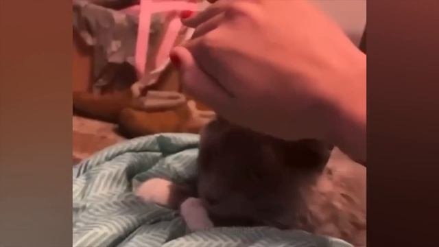 смешные котики???