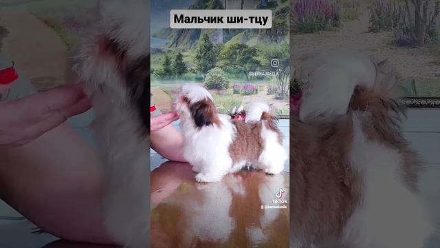 ши-тцу! мальчик три месяца свободен☎ 89031200386 смотреть онлайн