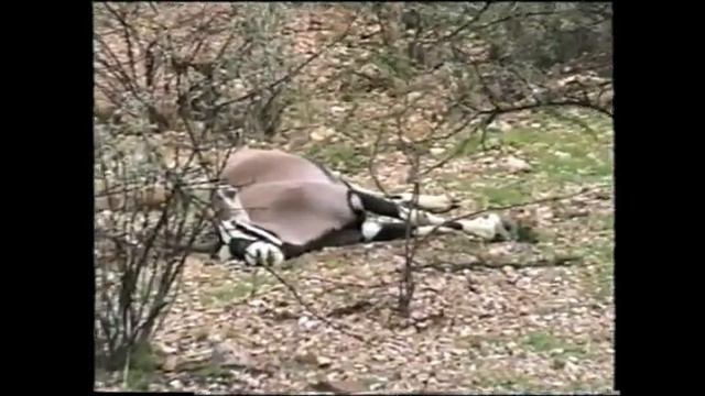 vvs1510 Африка ОХОТА Намибия  Владимир Симаков смотреть онлайн