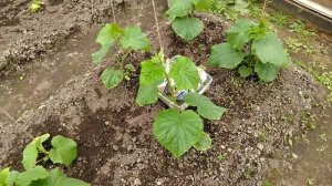 Огурец цветет, но не плодоносит. Как спасти ситуацию и получить богатый урожай.