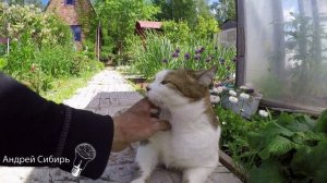 КАК ОКУЧИТЬ КАРТОШКУ В РУЧНУЮ ТЯПКОЙ ДЛЯ ОГРОМНОГО УРОЖАЯ.СОРТ КАРТОФЕЛЯ АМЕРИКАНКА, В ПИРАМИДАХ.