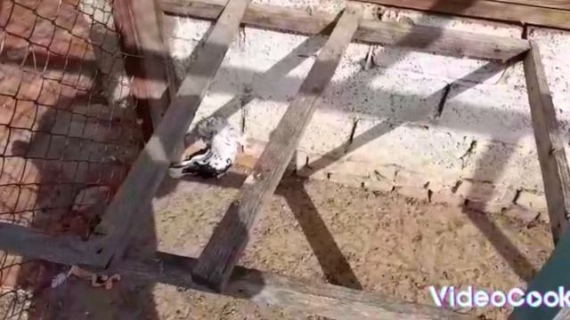 Продаются голуби Якобины и Павлины смотреть онлайн