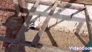 Продаются голуби Якобины и Павлины