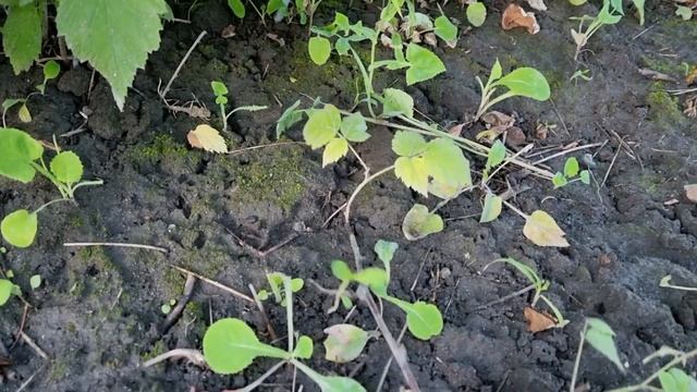 сухоцветы для зимних букетов в моем саду