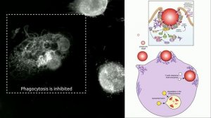 Макрофаг поедает раковую клетку