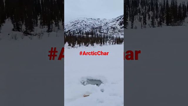 #ArcticChar #ANWR Fishing Somewhere In The Arctic National Wildlife Refuge