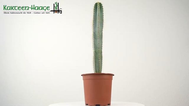 Pilosocereus azureus HU327 смотреть онлайн