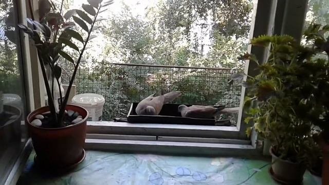 Кольчатые Горлицы на подоконнике !