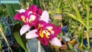 Cattleya Orchid   My Favorite Flower(2)