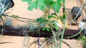 Pwede bang paulanan ang Air Plants - Tillandsia