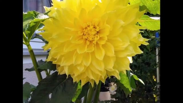 Осенние Цветы. Музыка и Цветы. Autumn Flowers. Music and Flowers.