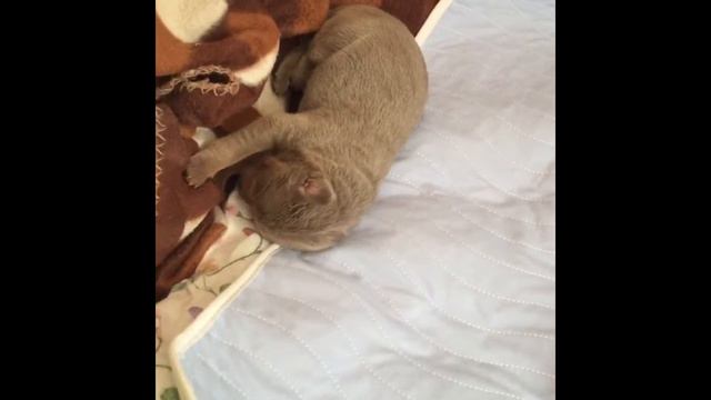 Щенки Перуанской Голой собаки смотреть онлайн