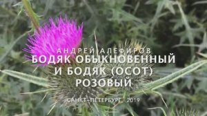 Бодяк обыкновенный и бодяк (осот) розовый. Алеф