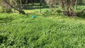 Ambrogio L60 elite test ( thick wet scrub grass )