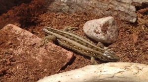 КАК ПОНЯТЬ ЛИ ВАША ЯЩЕРИЦА БЕРЕМЕННА??#лизардиус#lizardeous#рептилии