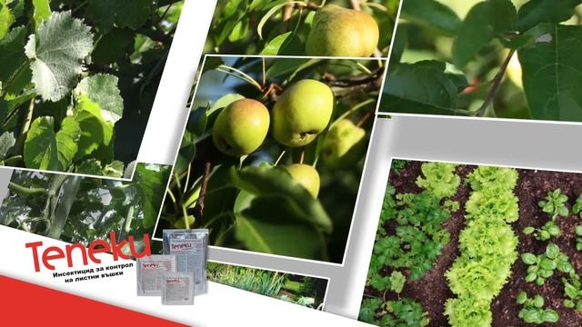 ТЕПЕКИ смотреть онлайн