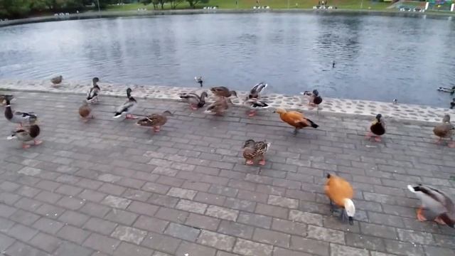 Властелин утят StarWars! Кормление уток на пруду и хромакей смотреть онлайн