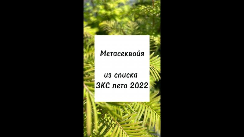 Метасеквойя.ЗКС, лето 2022 #Shorts