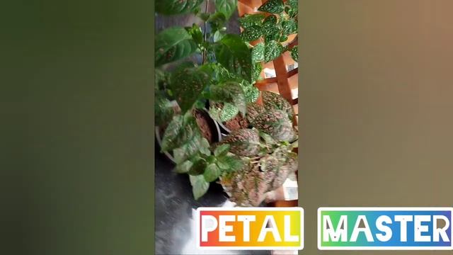 Hypoestes phyllostachya/polka dot plant care and propagation malayalam. смотреть онлайн