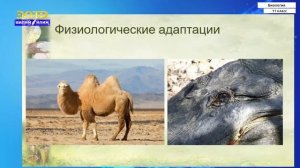 11-класс | Биология | Приспособленность организмов к условиям внешней среды