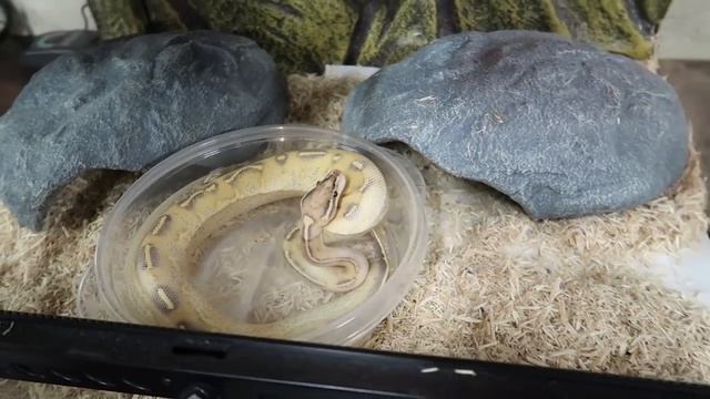 That's A Lot of Snakes! | Family Baby Vlogs смотреть онлайн