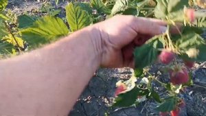 Малина Пахвалинка, первые впечатления!