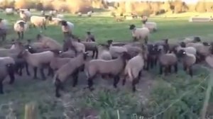 Продажа овец Суффолк /саффолк