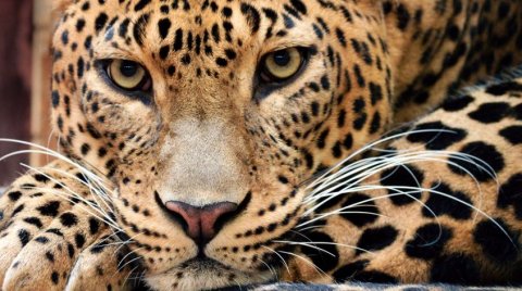 Видео в Приморье спасли леопардов от живодеров-хозяев Новост