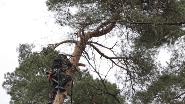 Профессия "арборист" | спилить удалить опасное дерево | спил деревьев на участке | вырубка деревьев