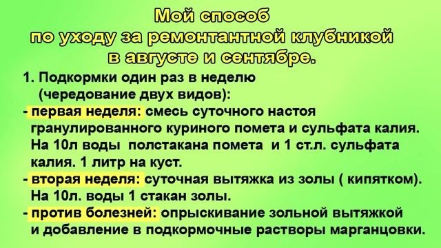 Уход за ремонтантной клубникой в сентябре.