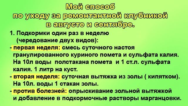 Уход за ремонтантной клубникой в сентябре.
