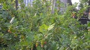 Когда проводить обработки крыжовника от болезней