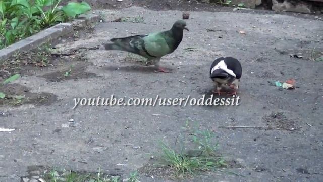 В Одессе Появились Зеленые Голуби (Green Pigeon) смотреть онлайн