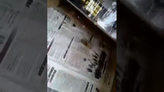 Живёт дом голубь🐦 смотреть онлайн