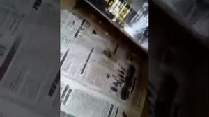 Живёт  дом  голубь🐦