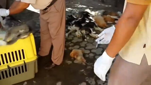 Гуманное усыпление собак смотреть онлайн